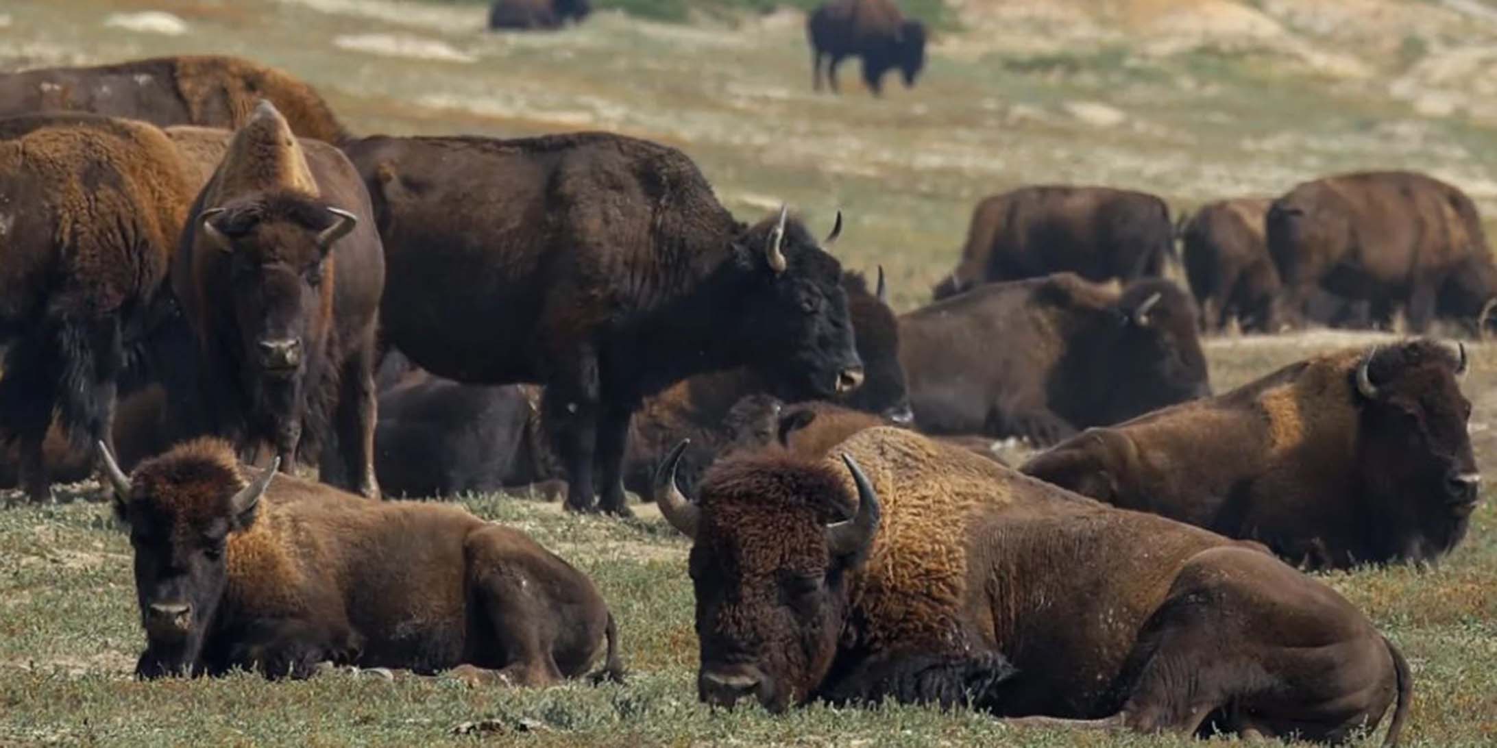 Embracing Nature: Hiking in South Dakota